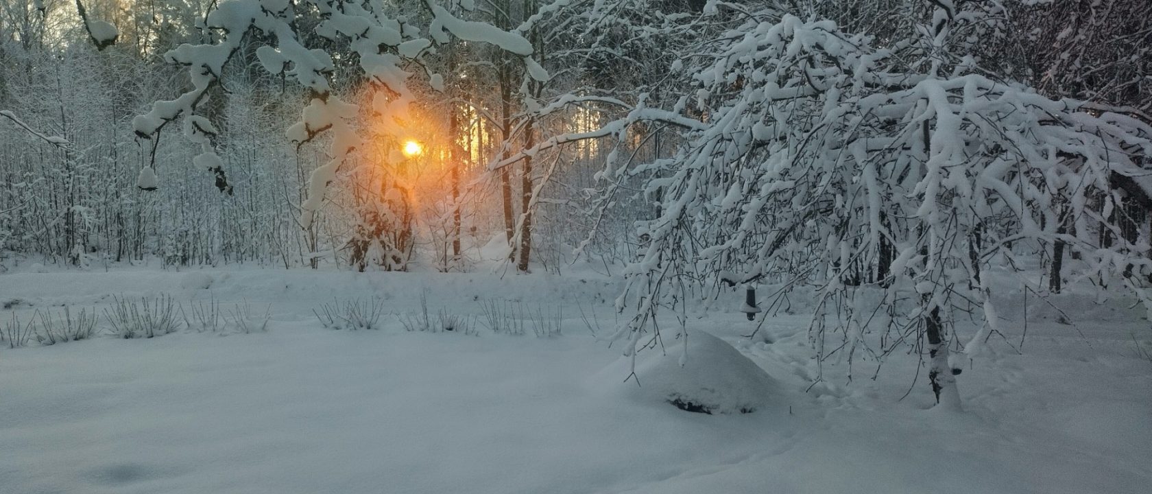 Aurinko metsän takana lumisessa maisemassa